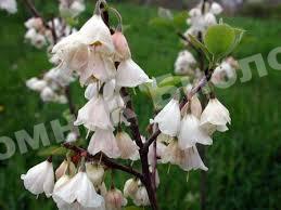 Галезия Розеа