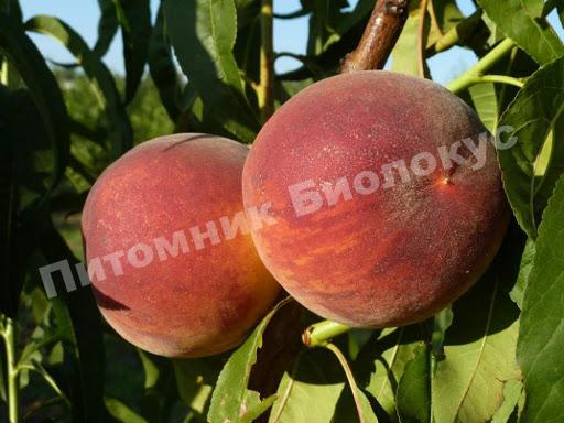 Персик Харроу Даймонд