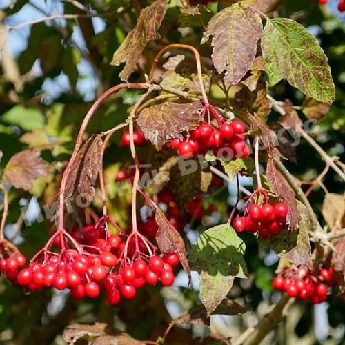 Калина Парк Харвест