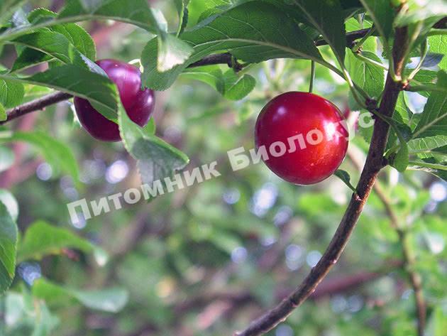 Алыча Неберджаевская ранняя