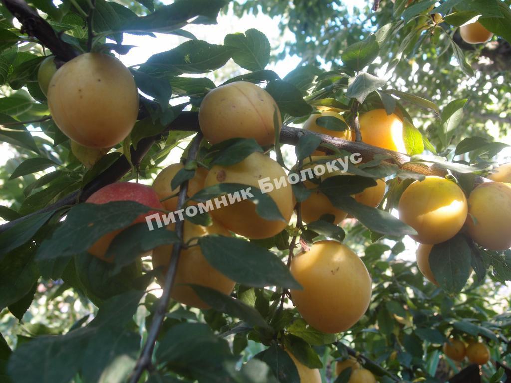 Алыча Румяная зорька