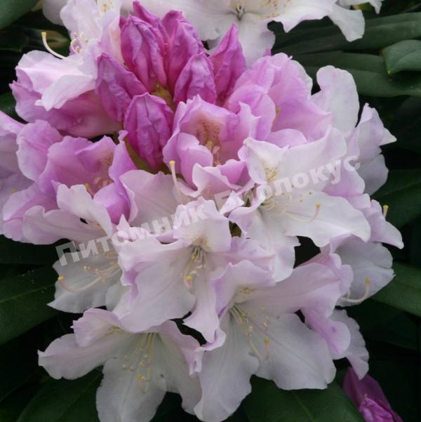 Рододендрон гибридный Хоппи