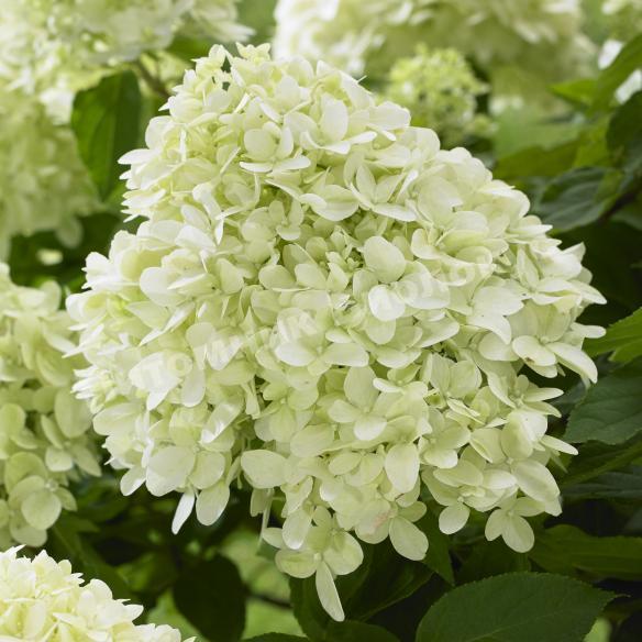 Гортензия метельчатая Литтл Спуки