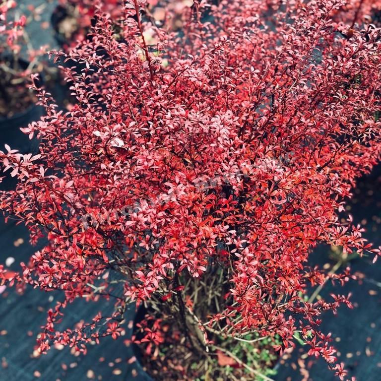 Барбарис тунберга Ред Дрим