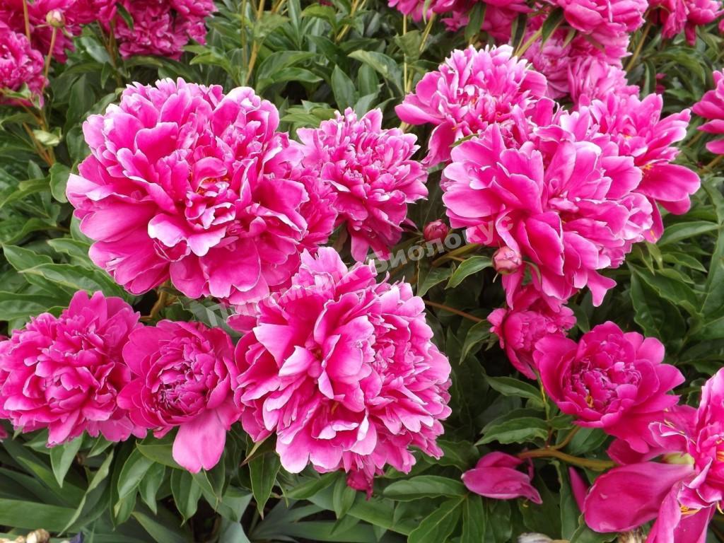 Пион травянистый Гилберт Бартело