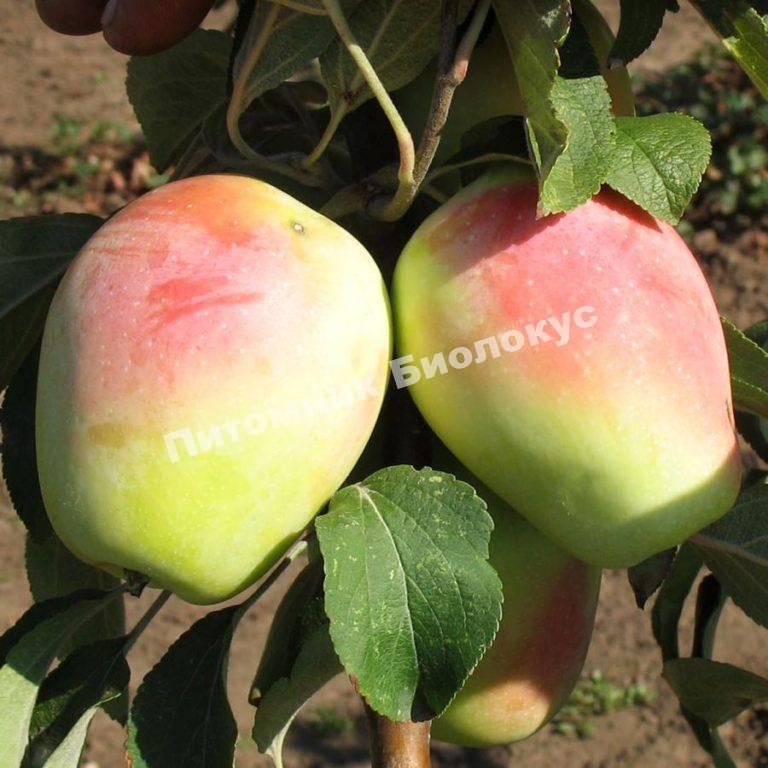 Яблоня Кандиль Синап