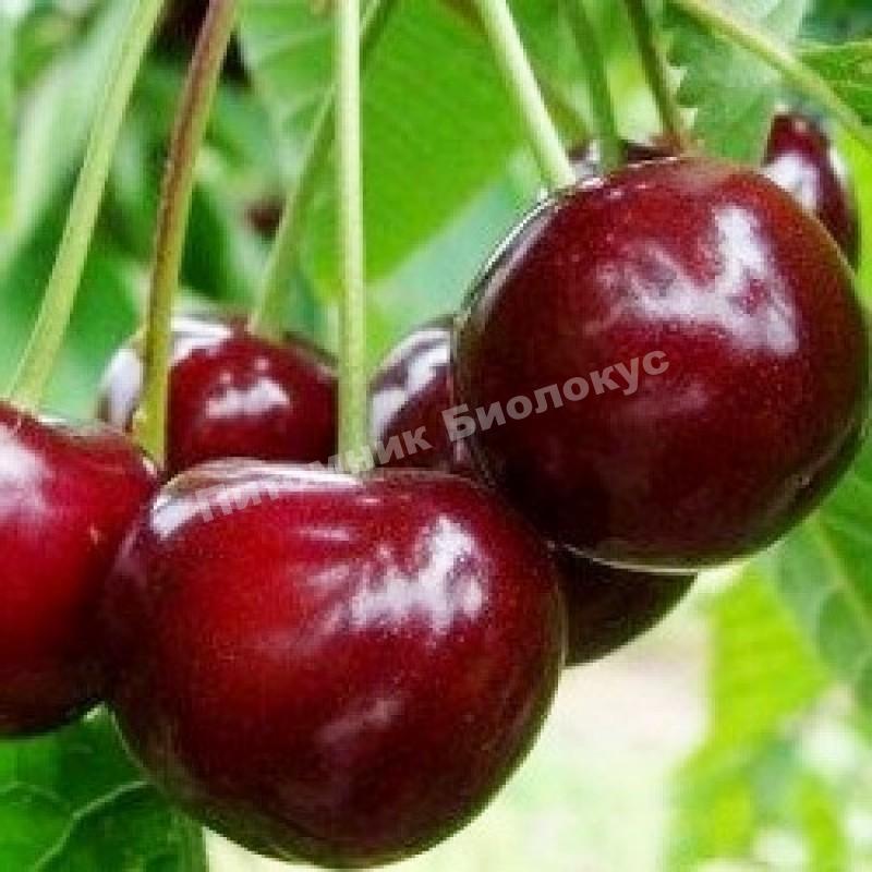 Черешня Игрушка