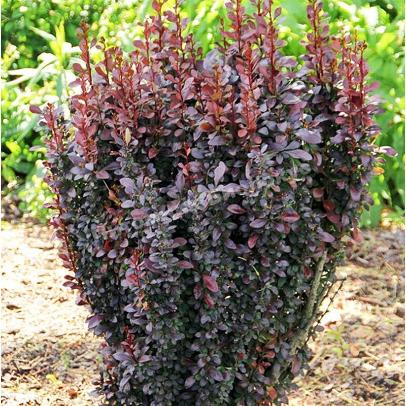 Барбарис Тунберга Ред Пиллар