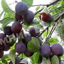 Слива Волат