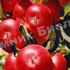 Яблоня Останкино