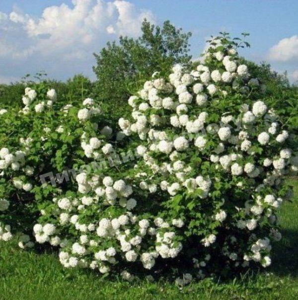 Калина Бульденеж махровая