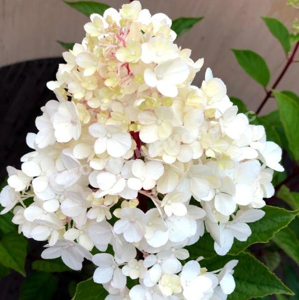 Гортензия метельчатая Харрис Сувенир