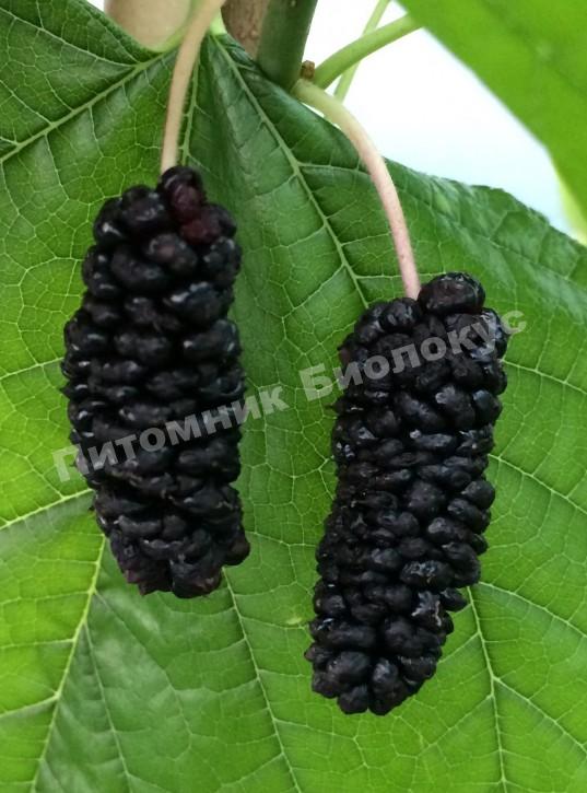 Шелковица Иллинойс Эвербеаринг