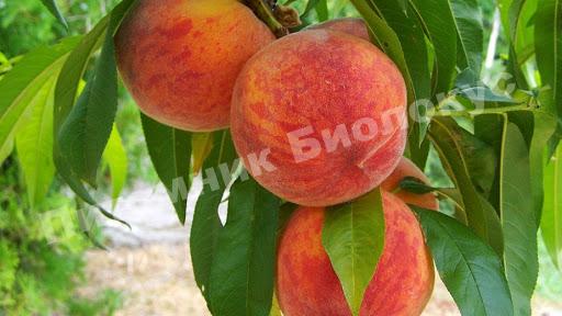 Персик Инка