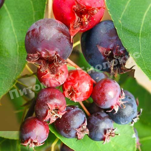 Ирга Арома Фрут