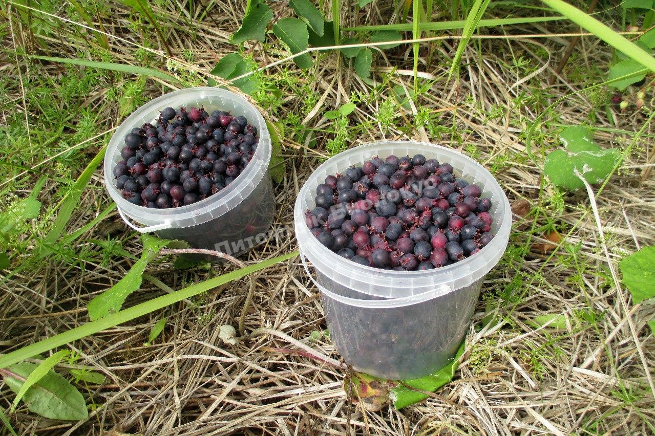 Ирга Балерина