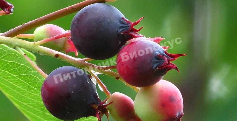 Ирга Эдельвейс