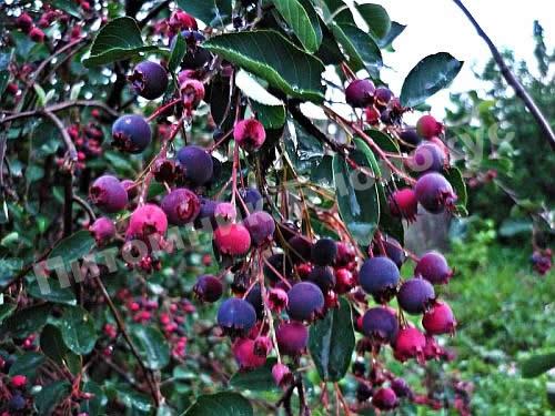 Ирга Эскимо