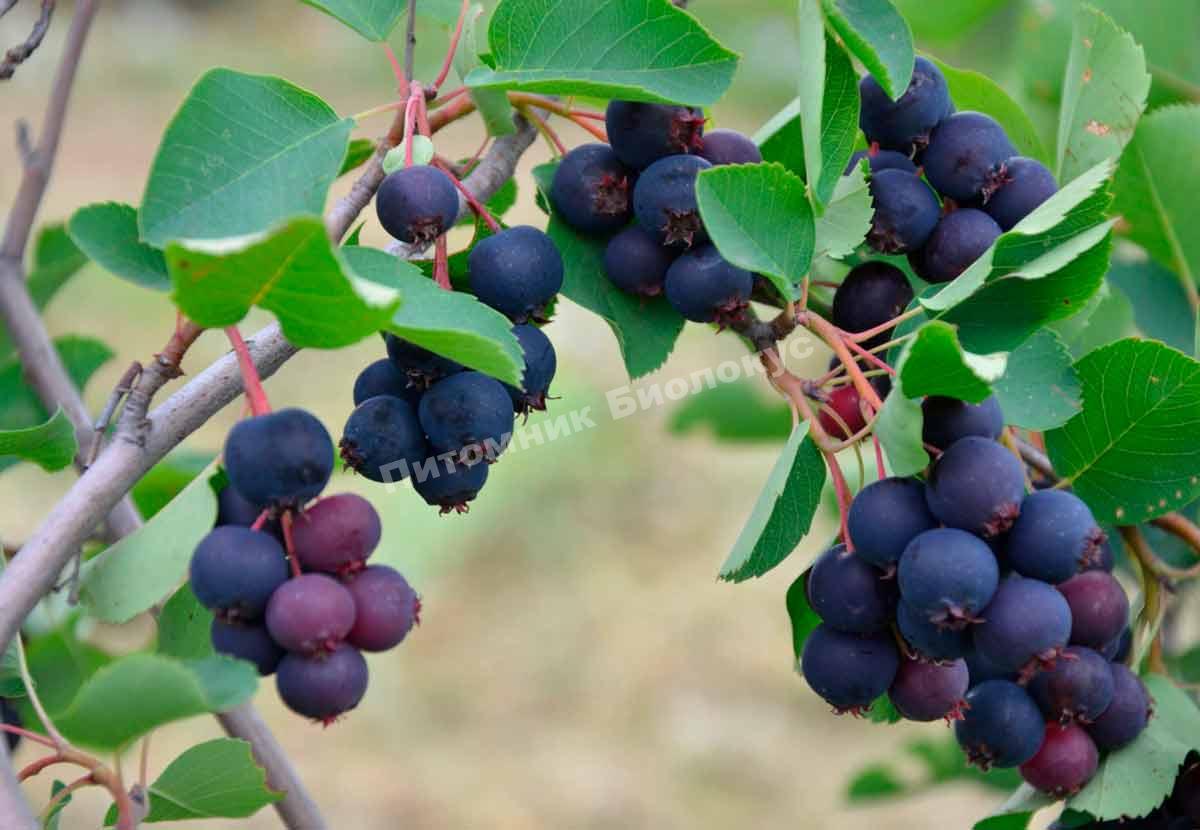 Ирга Гладкая