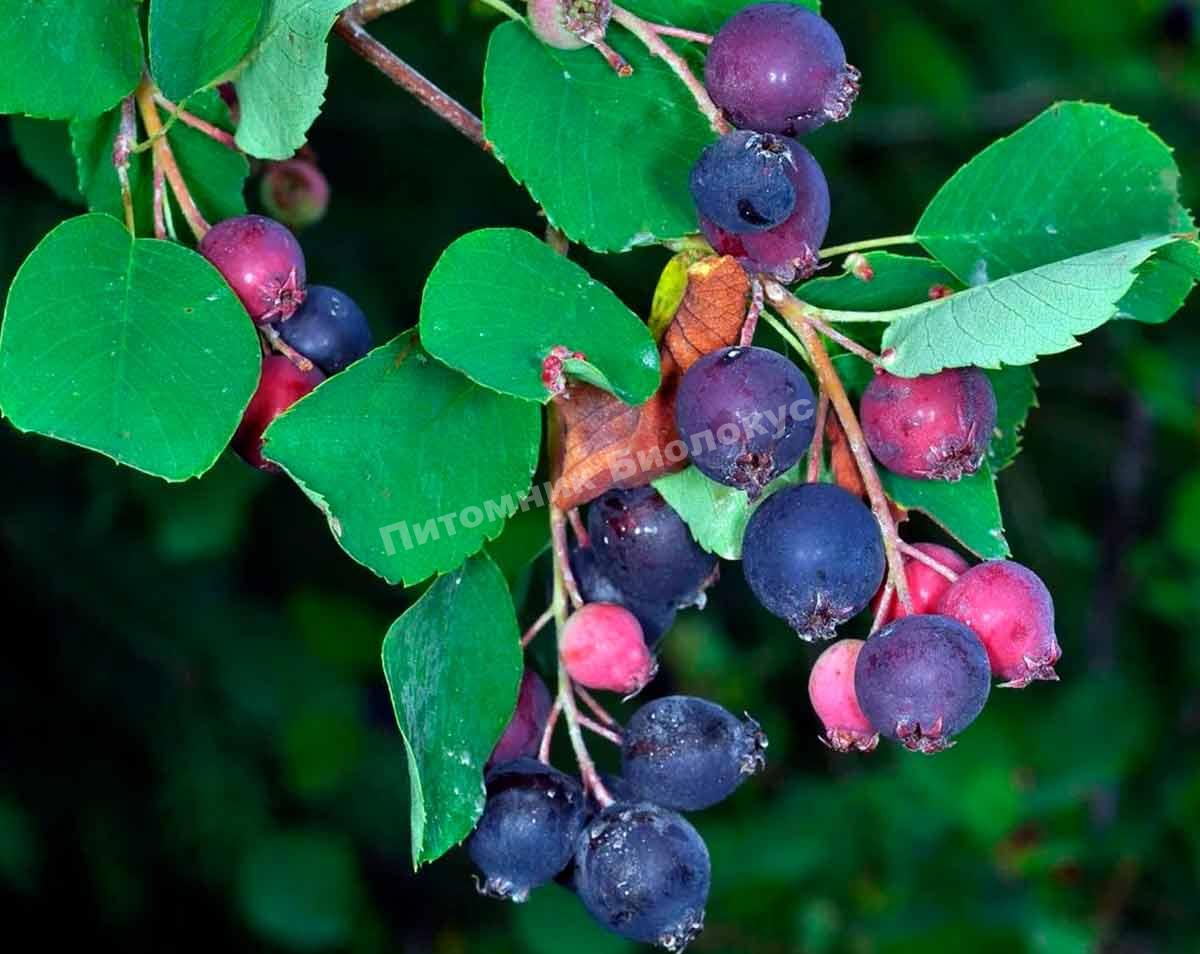 Ирга Глобус