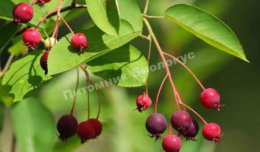 Ирга Королева Задворков