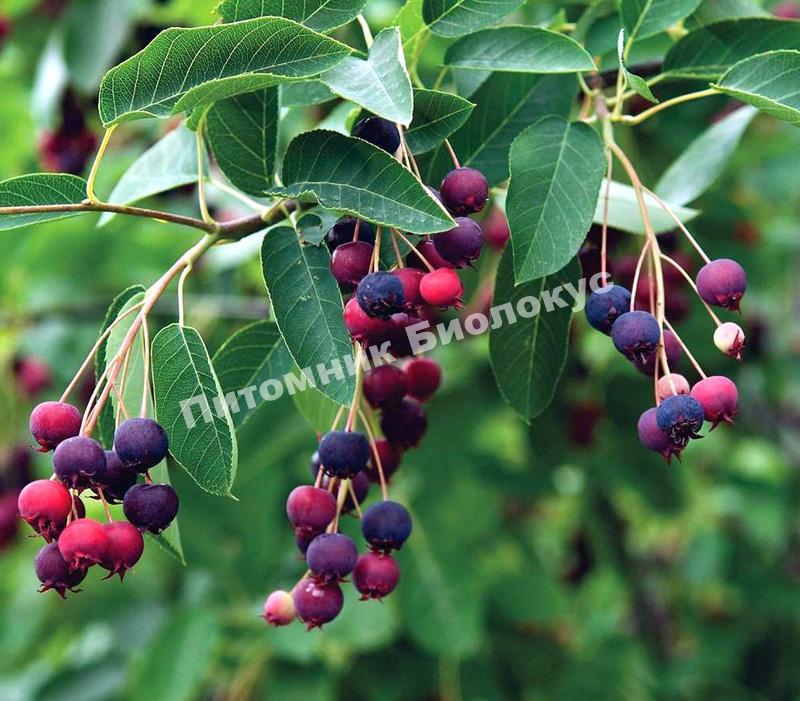 Ирга Ламарка