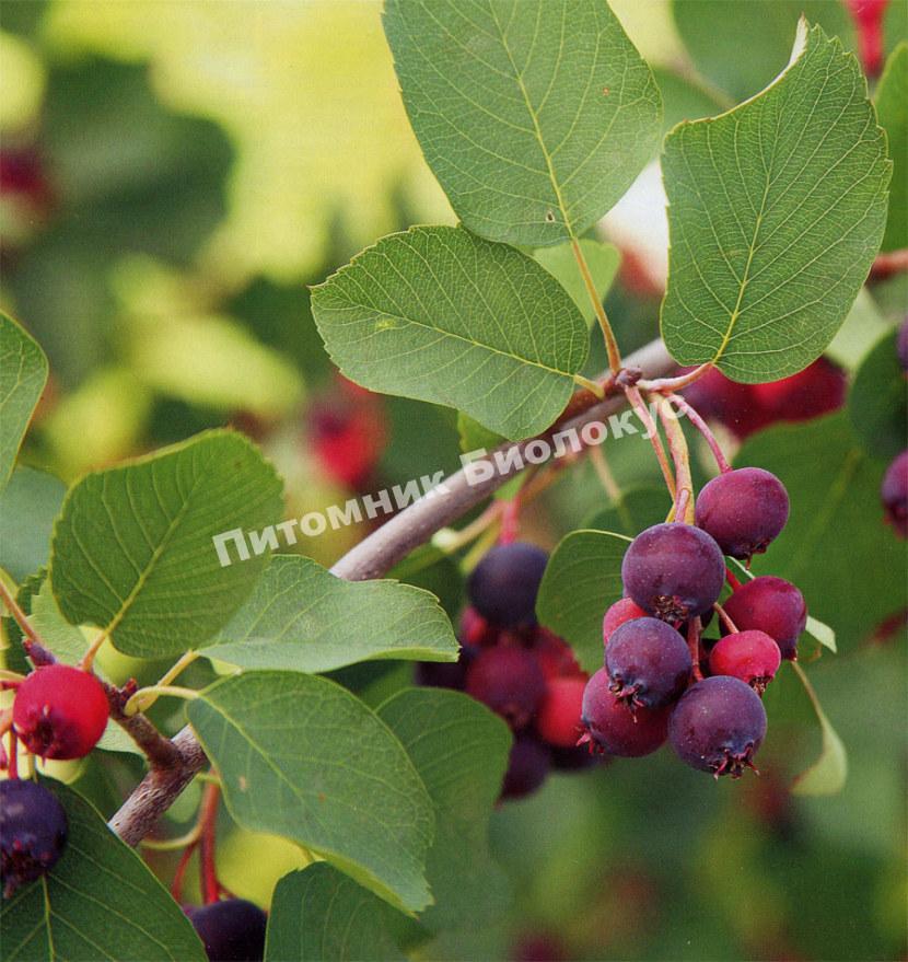 Ирга Мандан