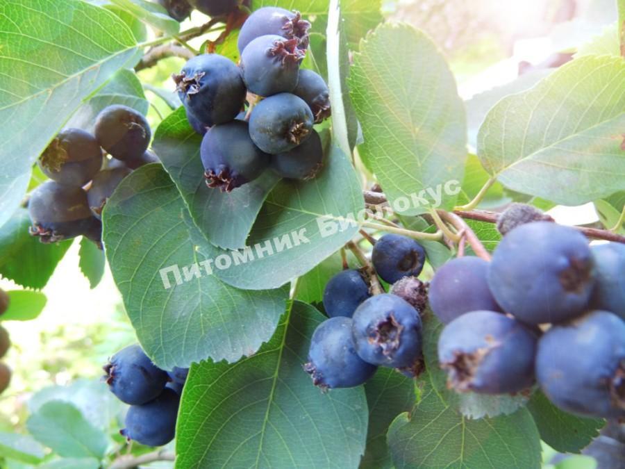 Ирга Мартин