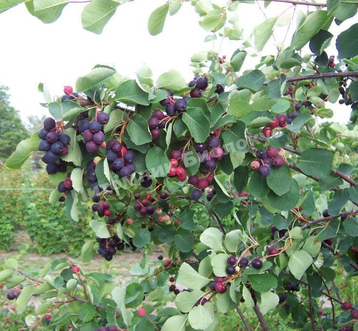 Ирга Нортлайн