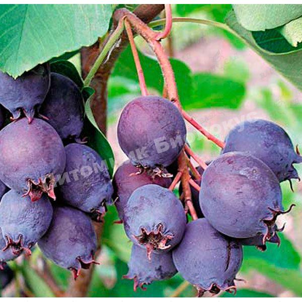 Ирга Обелиск