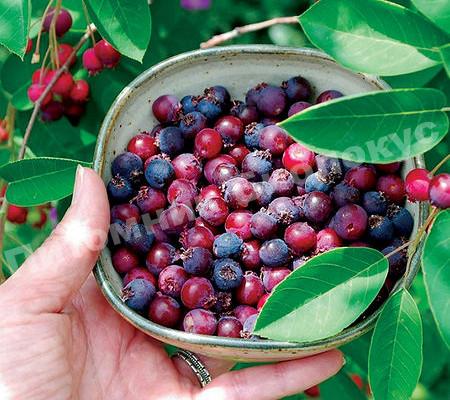 Ирга Отем Бриллиант