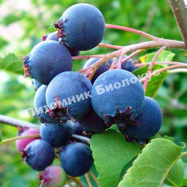 Ирга Пембина