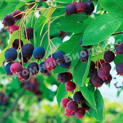 Ирга Принц Уильям