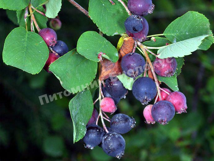 Ирга Принцесса Диана