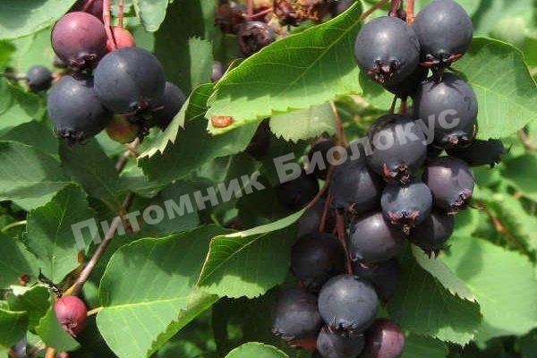 Ирга Радужный столб