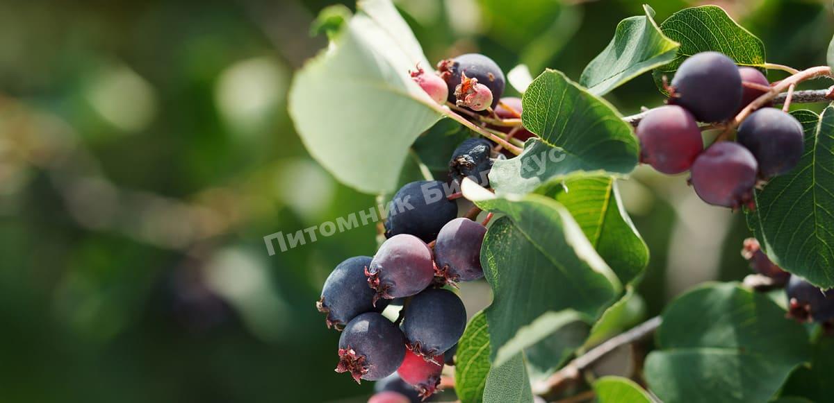 Ирга Северный полюс