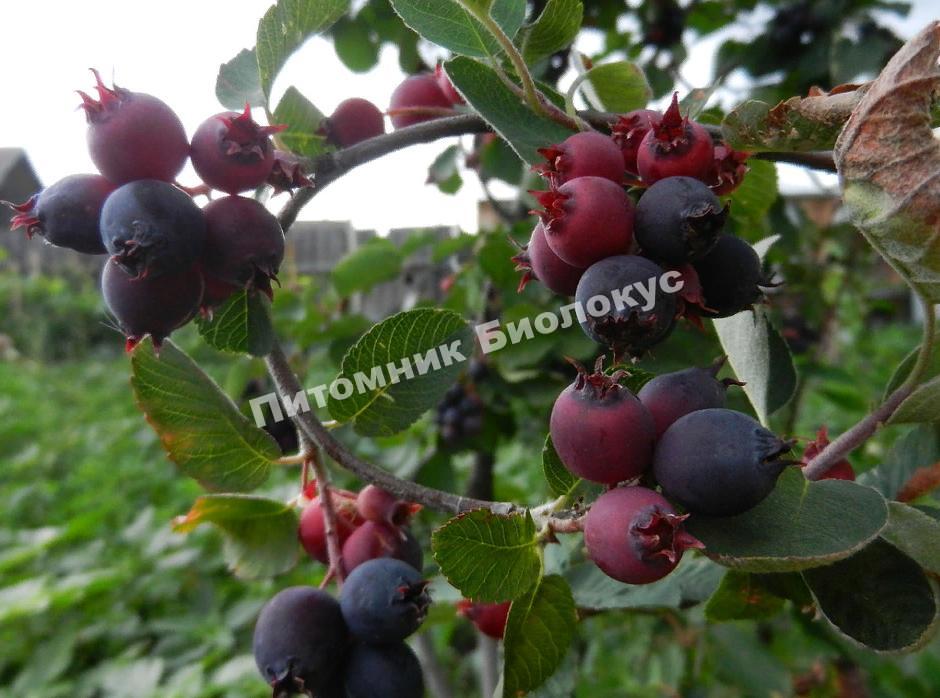 Ирга Смоуки