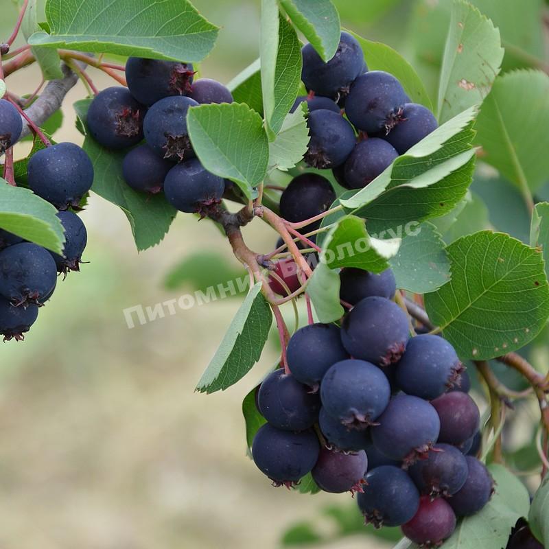 Ирга Снежное облако