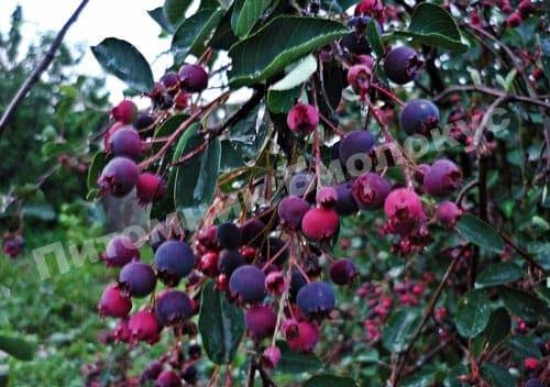 Ирга Султана