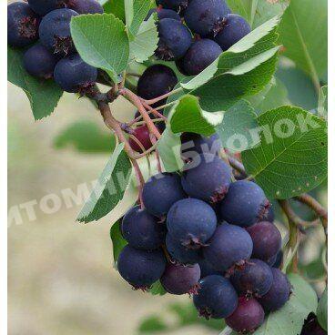 Ирга Тиссен