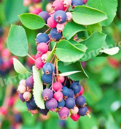 Ирга Альтаглоу