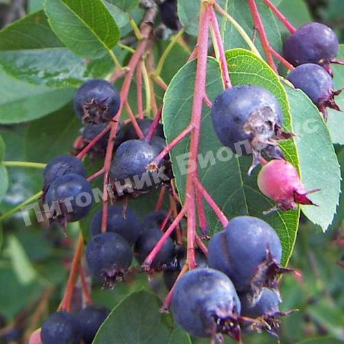 Ирга Звездная ночь