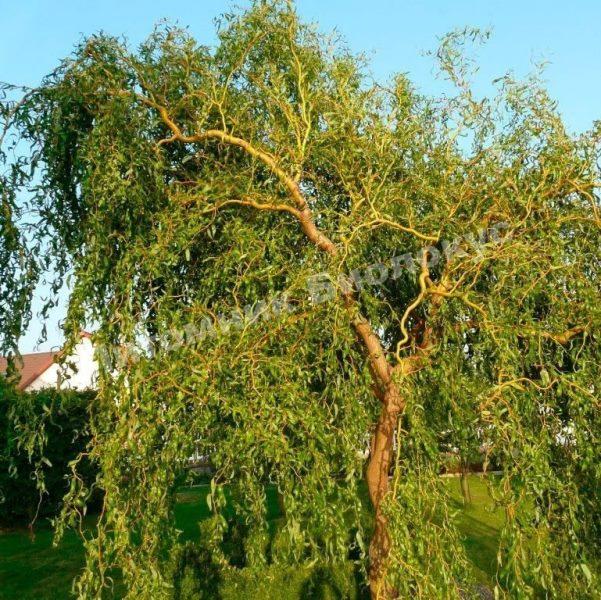 Ива Свердловская извилистая