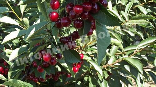 Дюк Ивановна