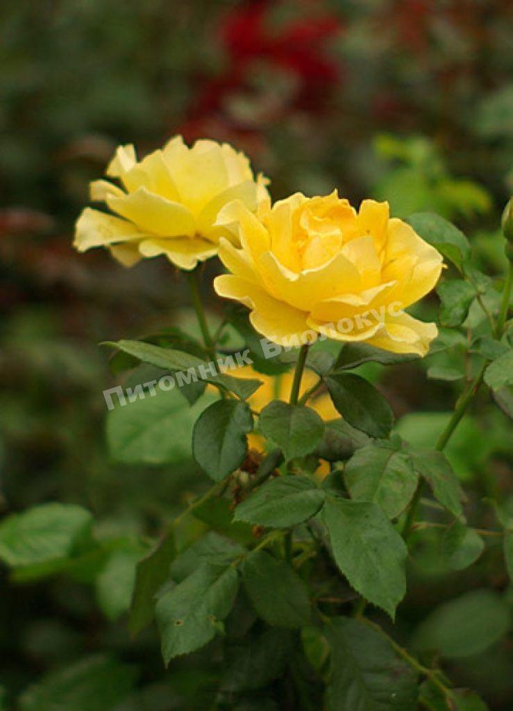 Роза бордюрная Изи Гоуинг