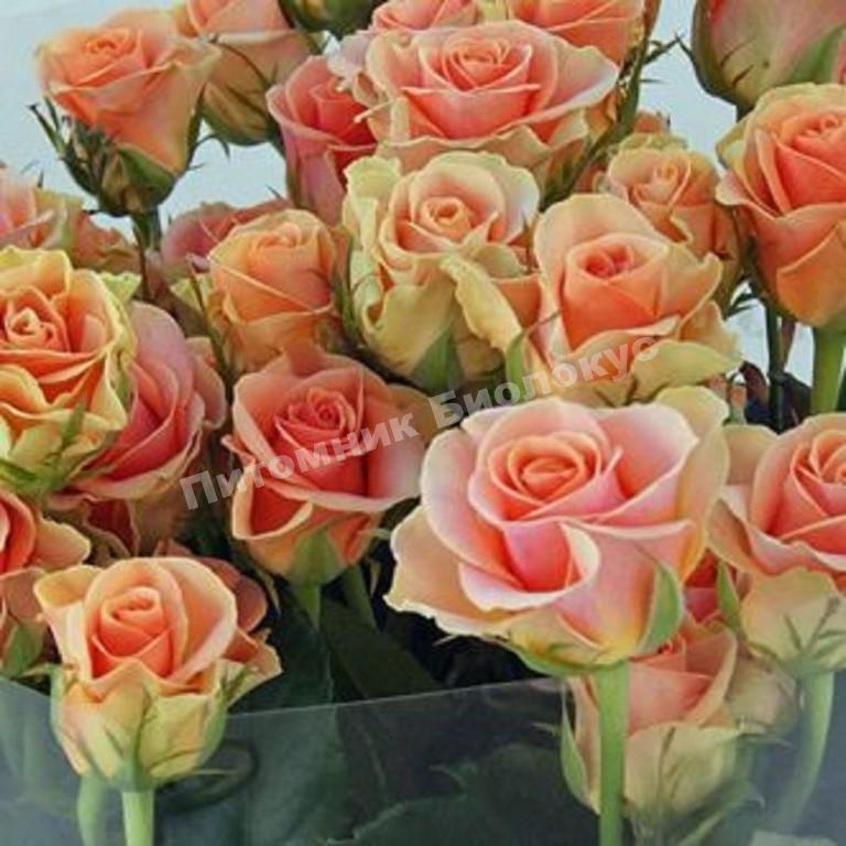 Роза бордюрная Изис