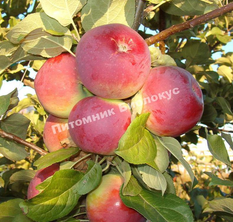 Яблоня Орлик