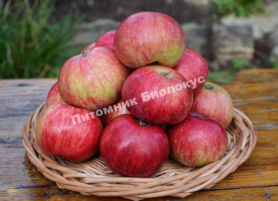 Яблоня Анис полосатый