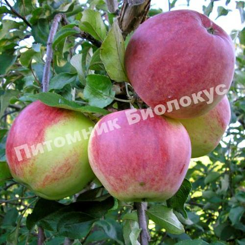 Яблоня Бессемянка