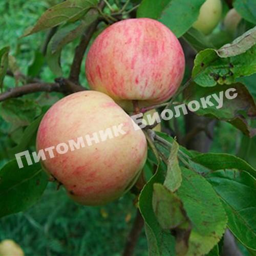 Яблоня Грушовка Московская